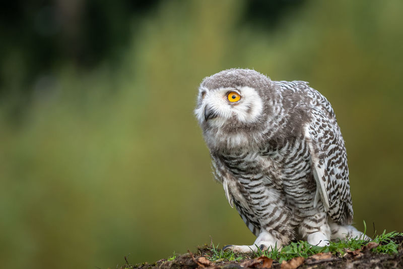 Close-up portrait of owl perching on a land