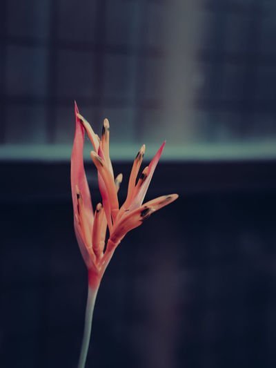 Close-up of orange flower against blurred background
