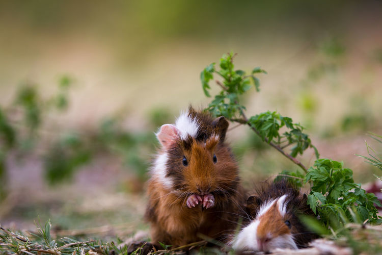 Close-up of guinea pigs on field
