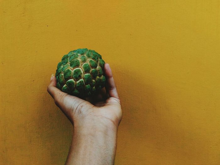 Close-up of hand holding custard apple against yellow wall