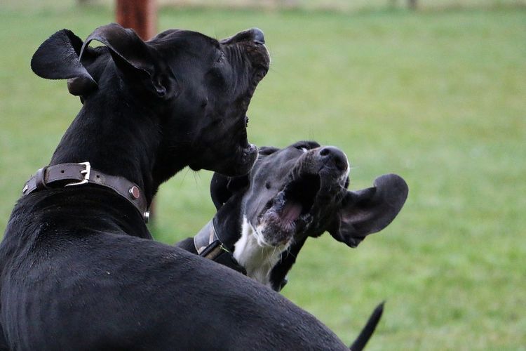 Dogs on field