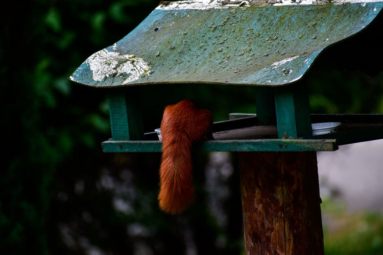 Squirrel's tail hanging off a bird house