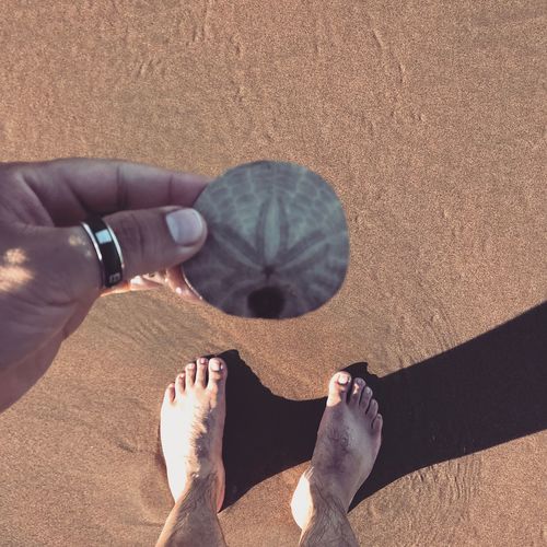 Low section of woman holding sand dollar at beach