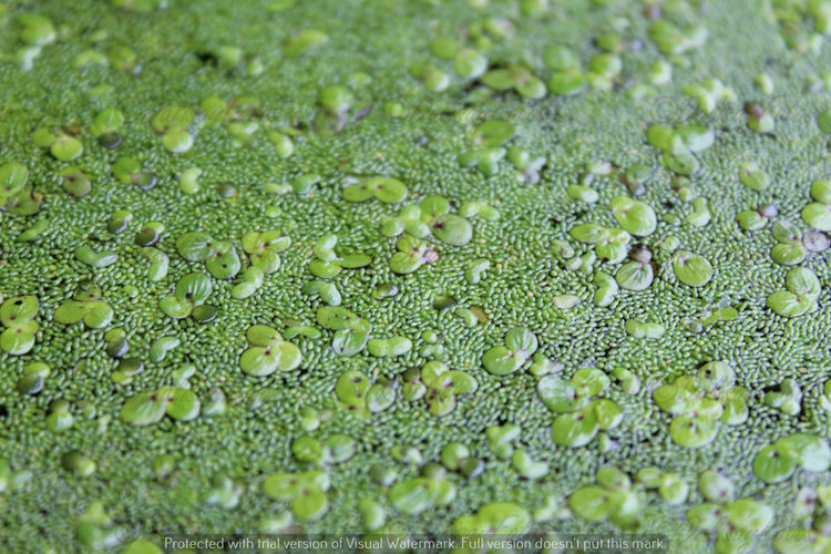 Swamp growth on surface