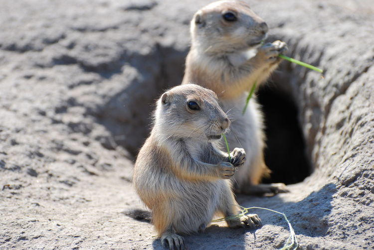Close-up of prairie dogs sitting on rock