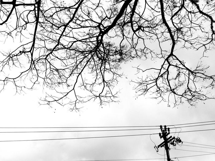 Tree branch view with electricity pole fine art monochrome
