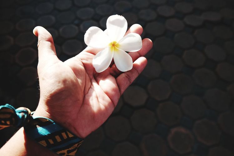 Close-up of hand holding white flowering plant