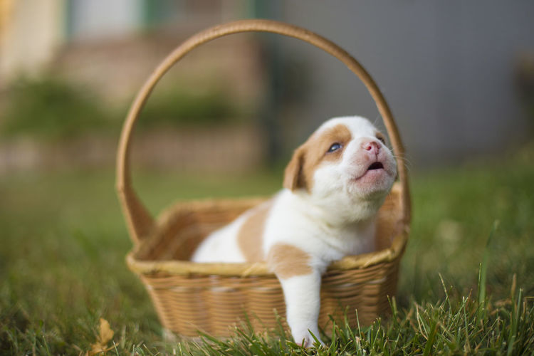 High angle view of dog in basket
