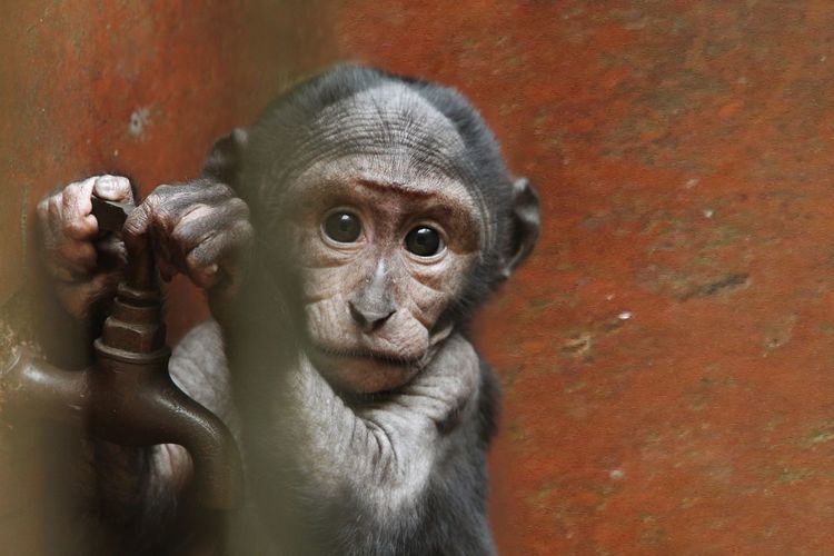 Close-up portrait of baby monkey