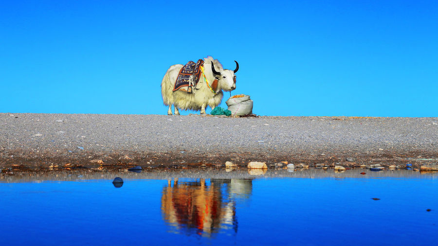 White yak reflecting on calm namtso lake
