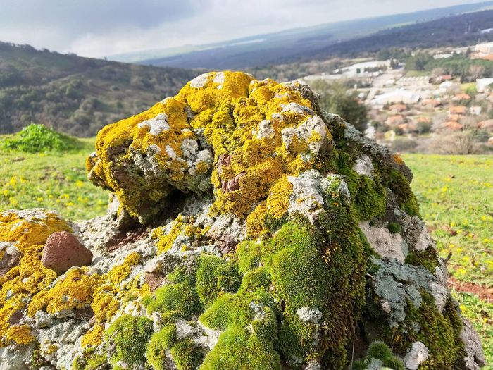 Close-up of moss growing on rock