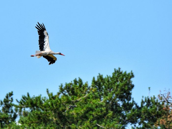 Low angle view of white stork flying