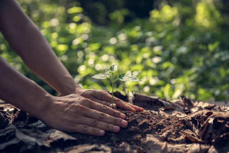 Cropped image of person hand on plant