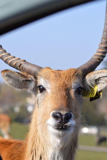 Close-up portrait of deer with wildlife tracking tag