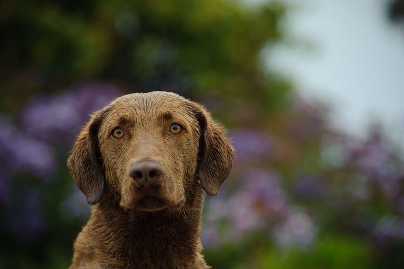 Portrait of chesapeake bay retriever
