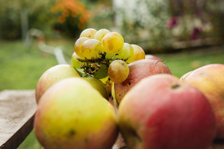 Close-up of apples on plant