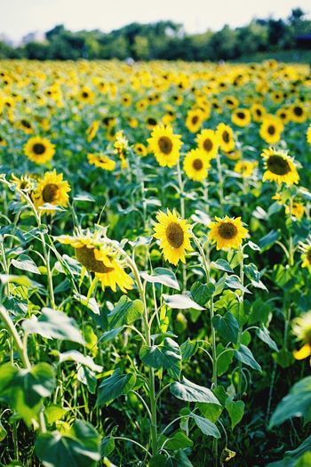 Close-up of sunflowers blooming in field