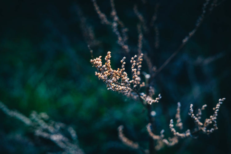 Close-up of plant growing outdoors