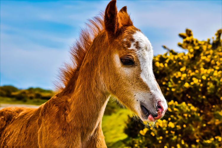 Close-up of pony standing on field against sky