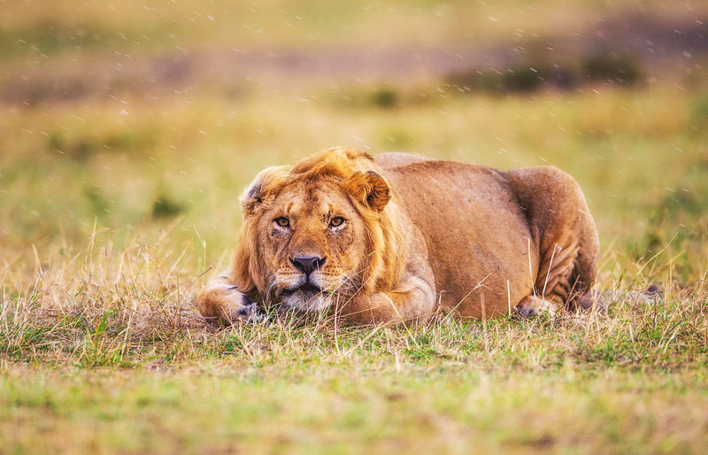 Lion in a field