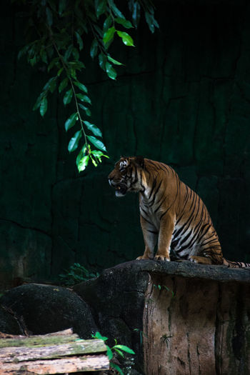 Tiger on rock at zoo