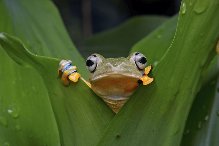 Close-up of frog on leaf