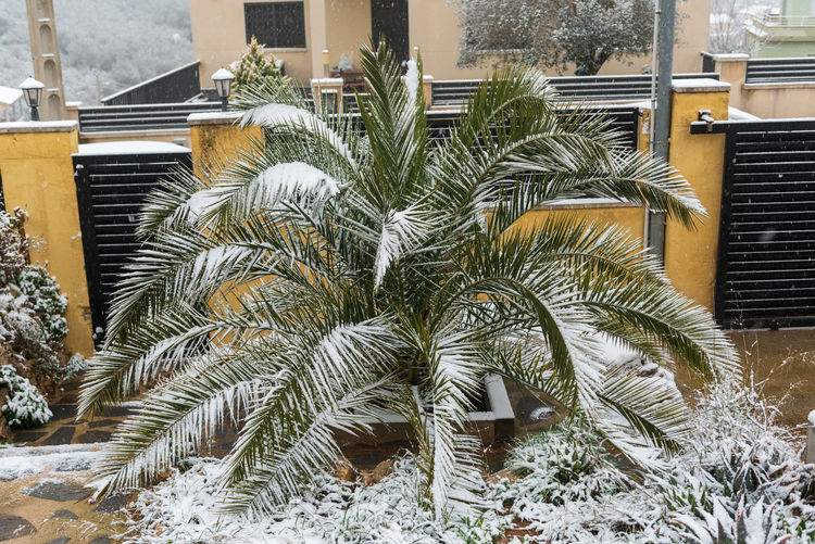 Palm trees by building during winter