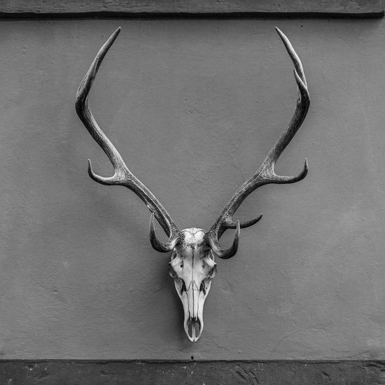 View of deer hanging on wall