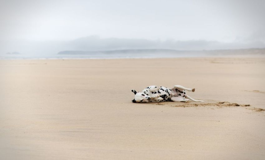 Playful dog lying at beach against sky