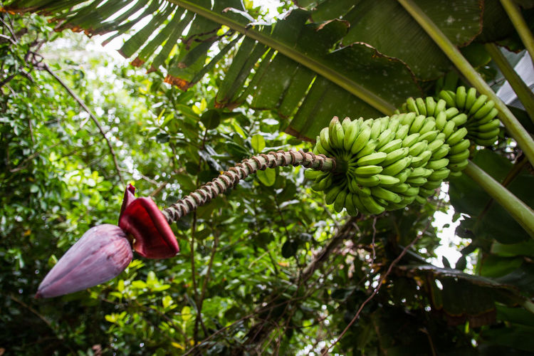 Close-up of banana hanging on tree