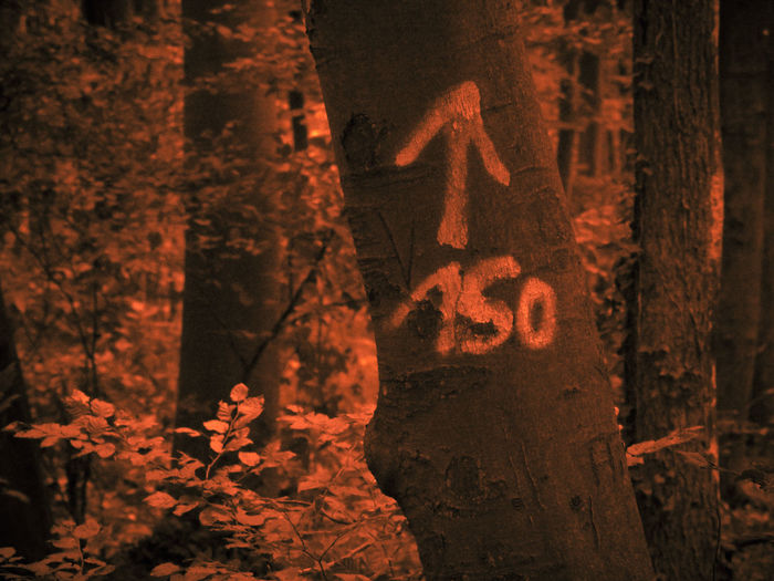 Close-up of sign on tree trunk in forest