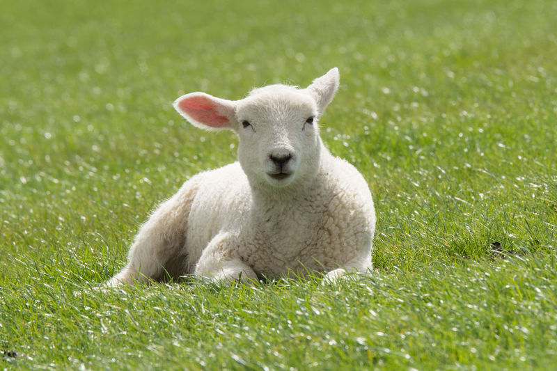 Portrait of sheep on grassy field