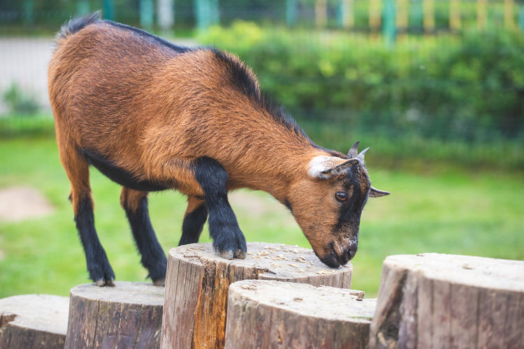 A small brown and black goat climbs wooden stumps and eats grain against a green natural background.