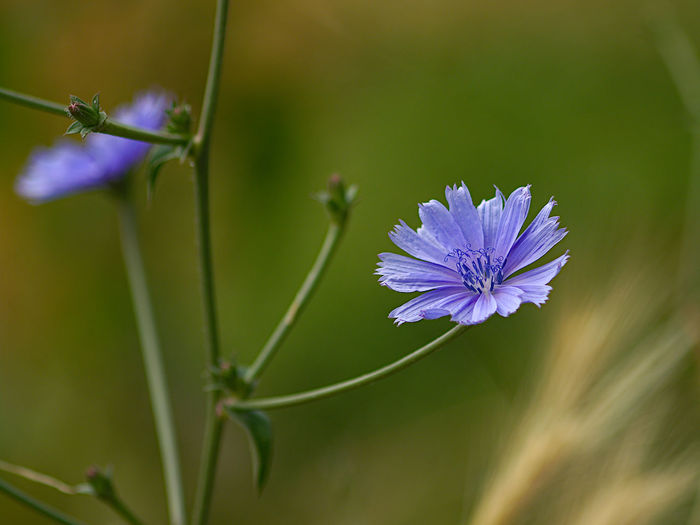 Close-up of purple flowering plant