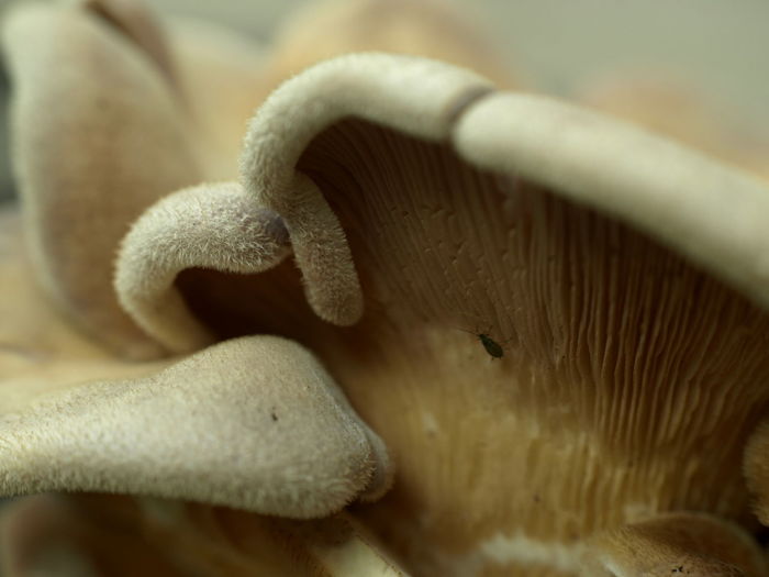 Close-up of insect on mushroom