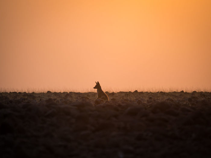 Silhouette of jackal on field against clear sky during sunset