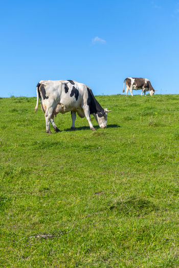 pasture