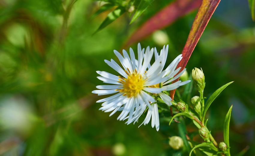 Close-up of fresh flower