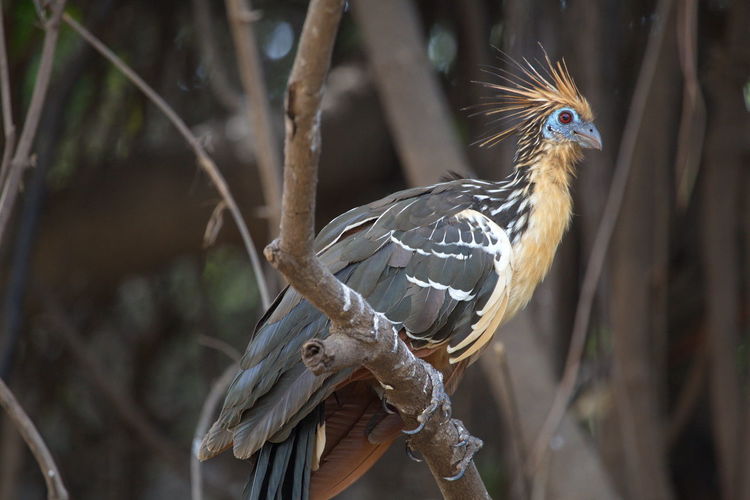 Bizarre colorful hoatzin opisthocomus hoazin sitting on branch with focus on eye bolivia.
