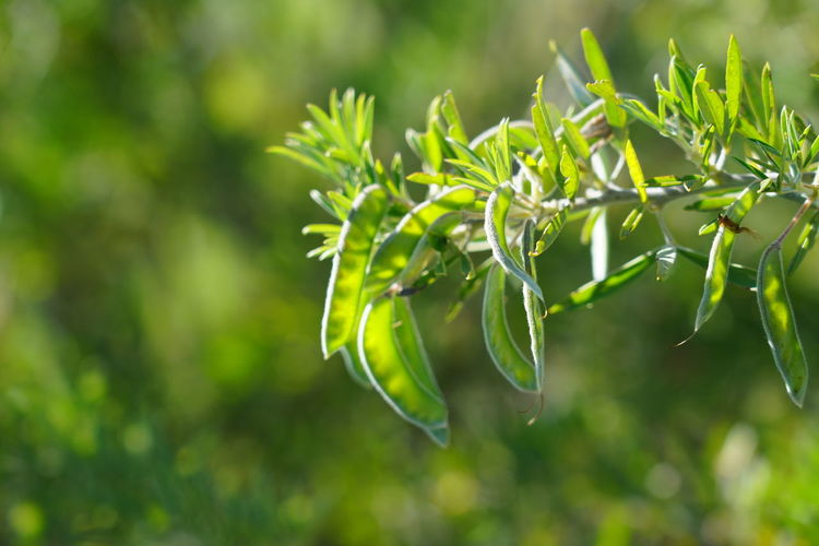 Close-up of fresh green plant