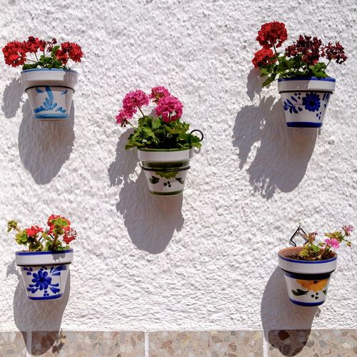 Potted plants on flower pot against wall