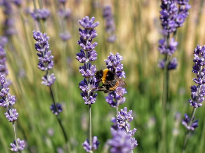 Close-up of bee pollinating on purple flowering plants