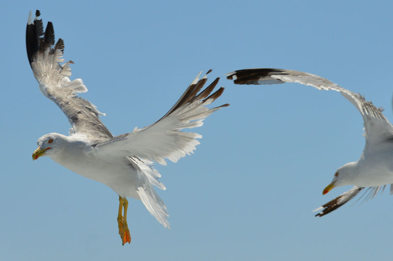 Low angle view of seagulls flying in sky