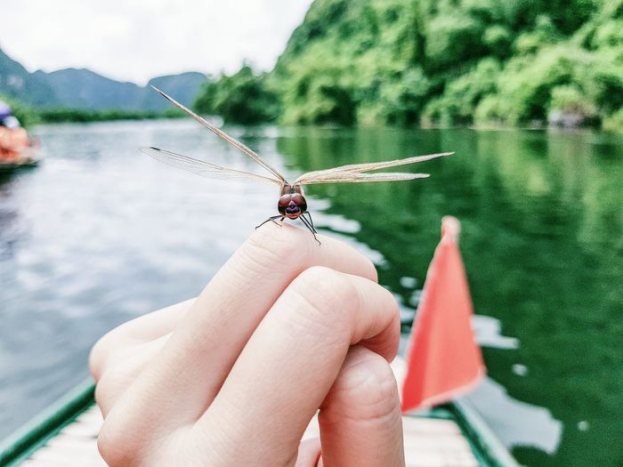 Cropped hand with dragonfly on boat in river