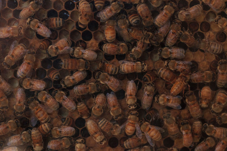 Full frame shot of honey bees on beehive