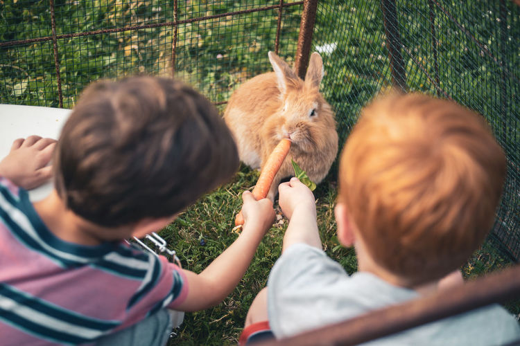 Siblings feeding carrot to rabbit on lawn