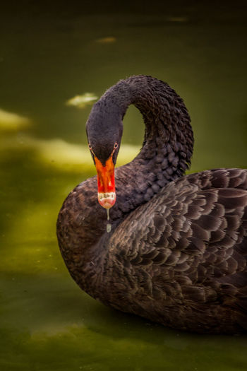 Black swan swimming in lake