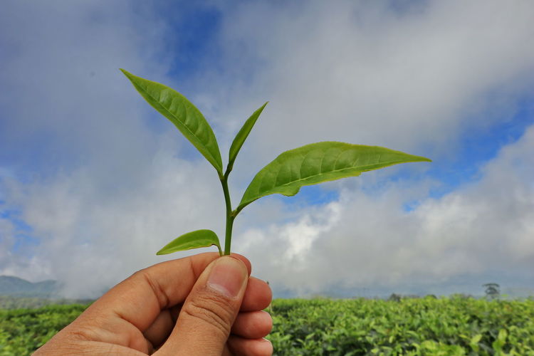 Cropped image of hand holding tea plant against sky