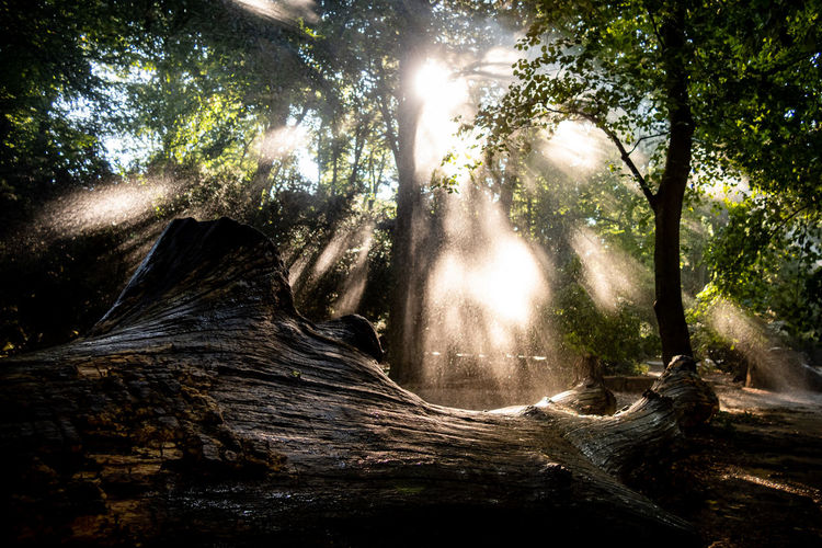 Trees in forest