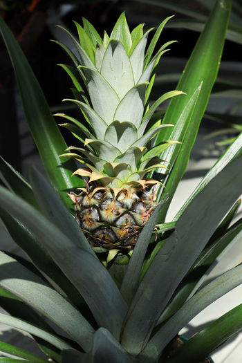 Closeup of a tiny pineapple growing on a houseplant